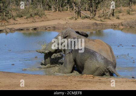 Nahaufnahme eines afrikanischen Elefanten (Loxodanta africana), der in einem Schlammbad in einem Wasserloch im Krüger National Park, Südafrika, planscht Stockfoto