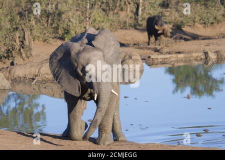 Elefant (Loxodonta africana) beim Klettern aus einem Wasserloch im Krüger National Park, Südafrika Stockfoto