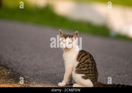 Kreuzäugige Katze sitzt auf der Straße und schaut in die Kamera Stockfoto