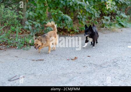 Zwei kleine niedliche streunende Hunde laufen die Straße entlang. Schwarze und weiße und rote Hunde laufen fröhlich entlang der grünen Büsche. Haustiere. Stockfoto