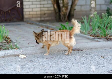 Kleiner süßer streunender Hund, der die Straße hinunter läuft. Ein roter Hund läuft fröhlich am Bordstein entlang. Haustiere. Stockfoto