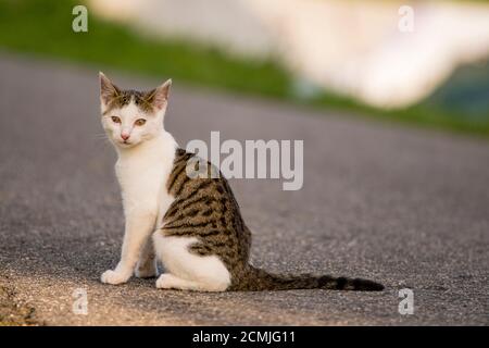 Kreuzäugige Katze sitzt auf der Straße und schaut in die Kamera Stockfoto