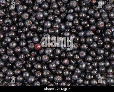 Viel schwarze Esche Blick von oben, Beerenhintergrund. Stockfoto