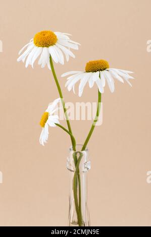 Drei Kamillenblumen in einer transparenten Glasvase in Nahaufnahme auf hellbeigem Pastellhintergrund. Stockfoto