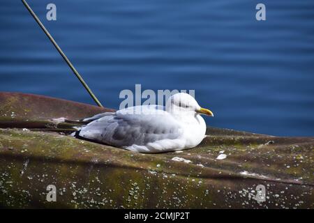 Liverpool City Waterfront und Albert Dock Gegend Stockfoto