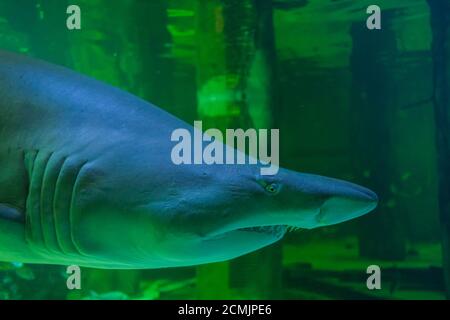 Bullenhai im Meerwasseraquarium Panorama Flossen Augen Zähne Stockfoto