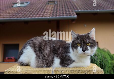 Hauskatze liegt am Zaun vor seinem Haus in der Tschechischen Republik. Die Katze (Felis Catus) ist eine heimische Art von kleinen fleischfressenden Säugetieren. Stockfoto