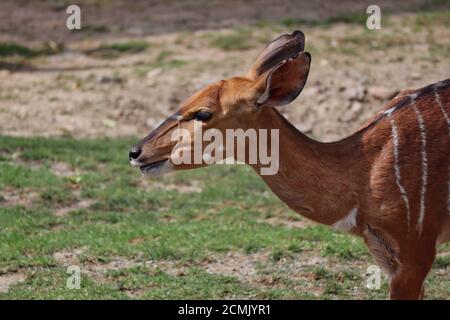 Nahaufnahme der weiblichen Nyala im tschechischen Zoo. Das Tiefland Nyala oder einfach Nyala (Tragelaphus Angasii), ist eine Spiral-gehörnte Antilope. Stockfoto