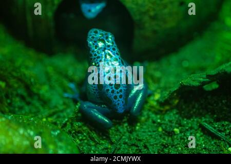 Blauer Giftpfeilfrosch im amazonas-Terrarium Dendrobates tinctorius azureus Stockfoto