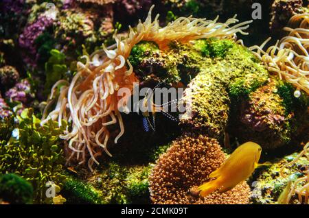 Fische vor dem Korallenriff im Salzwassertank Stockfoto