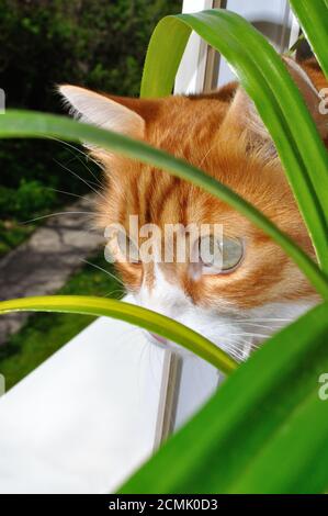 Rote Katze sitzt auf der Fensterbank, schaut aus dem Fenster Wachheit folgt dem Objekt von behi Stockfoto