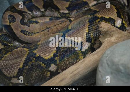 Netzpythonkopf Nahaufnahme am Stamm Malayopython reticulatus Stockfoto