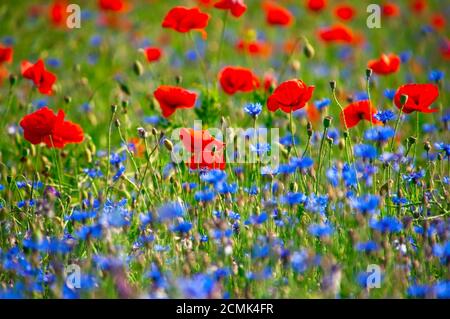 Feld mit roter Mohn und Kornblumen blau Stockfoto