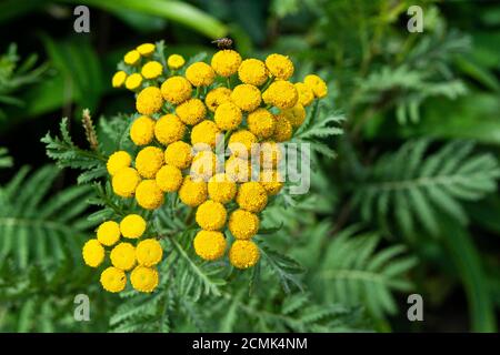 Tansy (Tanacetum vulgare) Stockfoto
