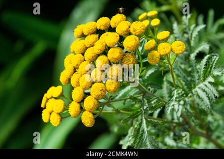 Tansy (Tanacetum vulgare) Stockfoto