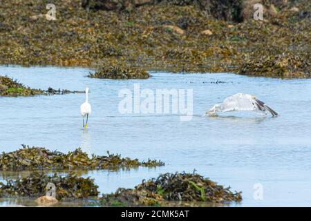 Ein kleiner Reiher (Egretta garzetta) Wandern im Meer, während eine Heringsmöwe (Larus argentatus) Hebt ab Stockfoto