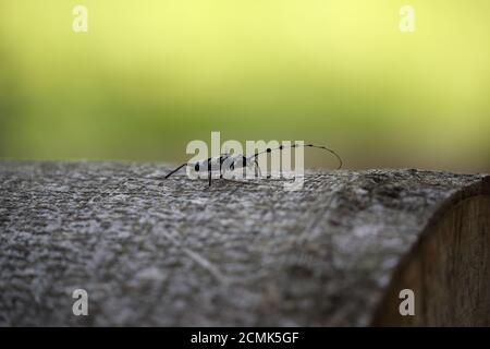 Rosalia longicorn (Rosalia alpina) Oder Alpine Langhornkäfer Schwäbische Alb Deutschland Stockfoto