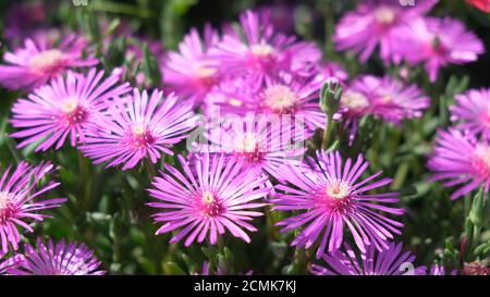 Winterharte Eispflanze Delosperma cooperi in gardel bei Sonne Stockfoto