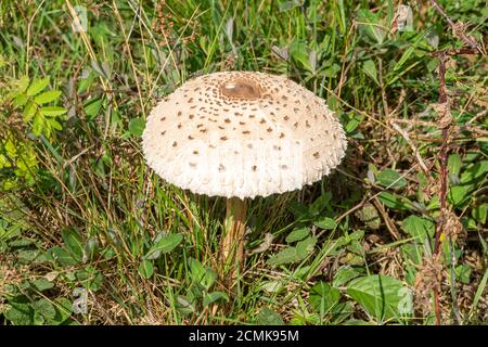 Sonnenschirm-Toadstool oder Pilz (Macrolepiota procera) wächst im September im Grasland, Großbritannien Stockfoto