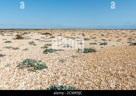 Blick auf Church Norton Kiesstrand mit Meereskohl (Crambe maritima) in der Nähe von Pagham Harbour, West Sussex, Großbritannien Stockfoto