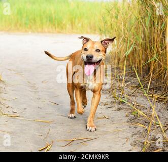 Lächelnd redhead American Pit Bulls gehen auf die Natur Stockfoto