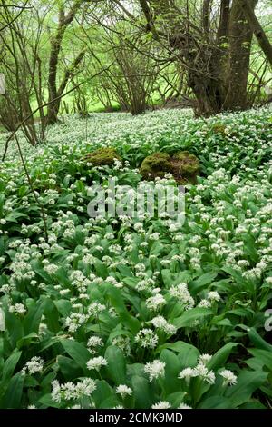 Ein Teppich aus wildem Knoblauch (Allium ursinum) oder Ramson blüht im Frühling in King’s Wood in den Mendip Hills bei Axbridge, Somerset, England. Stockfoto