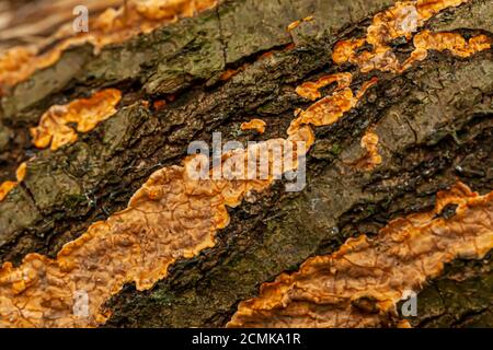 Makrofotografie einer toten Baumrinde, die mit gewöhnlicher orangefarbener Flechte bedeckt ist. Diese Symbiose aus Algebrae und Pilzen ist eine komplexe Lebensform, die auf Holz wächst Stockfoto