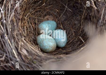 Das Nest der eurasischen Amsel - Turdus merula. Drei türkisfarbene gesprenkelte Eier in einem gemeinsamen Amsel-Nest in ihrem natürlichen Lebensraum. Stockfoto