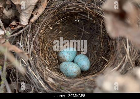 Das Nest der eurasischen Amsel - Turdus merula. Drei türkisfarbene gesprenkelte Eier in einem gemeinsamen Amsel-Nest in ihrem natürlichen Lebensraum. Stockfoto