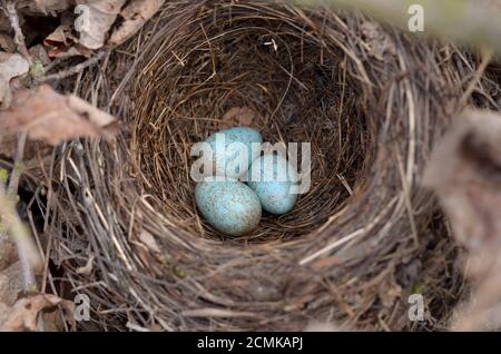 Das Nest der eurasischen Amsel - Turdus merula. Drei türkisfarbene gesprenkelte Eier in einem gemeinsamen Amsel-Nest in ihrem natürlichen Lebensraum. Stockfoto