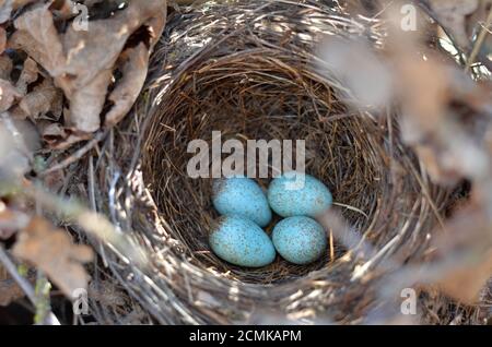 Das Nest der eurasischen Amsel - Turdus merula. Vier türkisfarbene gesprenkelte Eier in einem gemeinsamen Amsel-Nest in ihrem natürlichen Lebensraum. Stockfoto