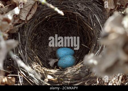 Eurasisches Amsel-Nest - Turdus merula. Zwei türkisfarbene gesprenkelte Eier im Nest der Amsel in ihrem natürlichen Lebensraum. Stockfoto