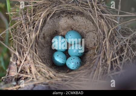 Das Nest der Singdrossel -Turdus philomelos. Fünf türkisfarbene gesprenkelte Eier im Nest einer Singdrossel in ihrem natürlichen Lebensraum. Stockfoto