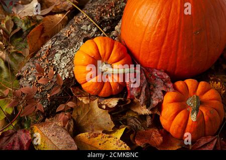 Eine Herbstkomposition mit drei Kürbissen auf Waldboden bedeckt mit gefallenen Blättern und Baumrinde mit Pilz wächst auf. Ein ideales Bild für Herbst, Stockfoto