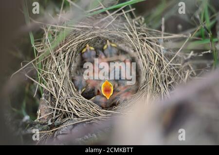 Kleiner neugeborener Vogel einer Singdrossel (Turdus philomelos) mit weit geöffnetem Schnabel, der um Nahrung bittet. Fauna der Ukraine. Geringe Schärfentiefe, Nahaufnahme. Stockfoto