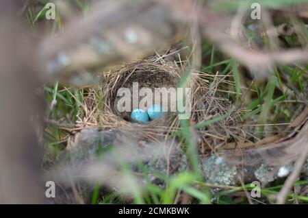 Das Nest der Singdrossel -Turdus philomelos. Fünf türkisfarbene gesprenkelte Eier im Nest einer Singdrossel in ihrem natürlichen Lebensraum. Stockfoto