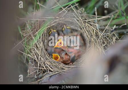 Die Nestlinge eines Song Thrush (Turdus philomelos) im Nest in ihrem natürlichen Lebensraum. Fauna der Ukraine. Geringe Schärfentiefe, Nahaufnahme. Stockfoto