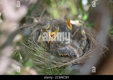 Baby Vogel eines Song Thrush (Turdus philomelos) bittet um Nahrung. Fauna der Ukraine. Geringe Schärfentiefe, Nahaufnahme. Stockfoto