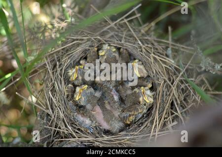 Fünf Nestlinge eines Song Thrush (Turdus philomelos) im Nest in ihrem natürlichen Lebensraum. Fauna der Ukraine. Geringe Schärfentiefe, Nahaufnahme. Stockfoto