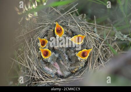 Fünf neugeborene Vögel eines Song Thrush (Turdus philomelos) mit weit geöffneten Schnäbeln bitten um Nahrung. Geringe Schärfentiefe, Nahaufnahme. Stockfoto