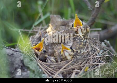 Die Jungvögel einer Singdrossel (Turdus philomelos) in ihrem Nest warten auf Nahrung. Fauna der Ukraine. Geringe Schärfentiefe, Nahaufnahme. Stockfoto