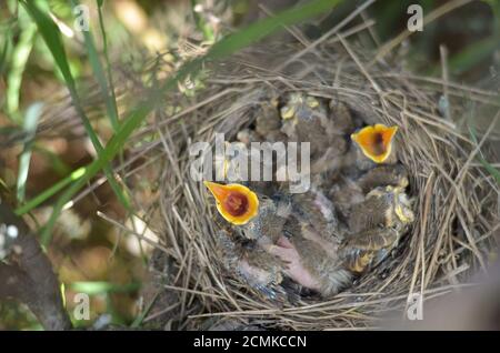 Neugeborene Vögel im Nest eines Song Thrush (Turdus philomelos) bitten um Nahrung. Fauna der Ukraine. Geringe Schärfentiefe, Nahaufnahme. Stockfoto