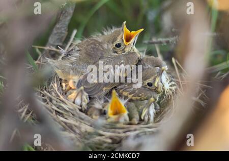 Jungvögel einer Singdrossel (Turdus philomelos) in ihrem Nest in ihrem natürlichen Lebensraum. Fauna der Ukraine. Geringe Schärfentiefe, Nahaufnahme. Stockfoto