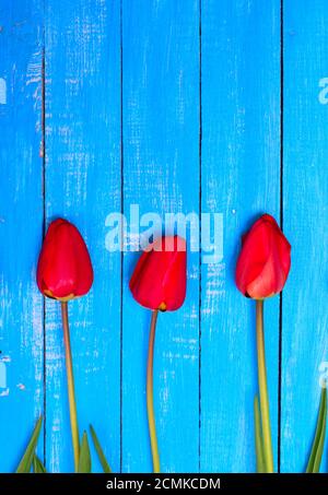 Drei blühenden Tulpen Stockfoto
