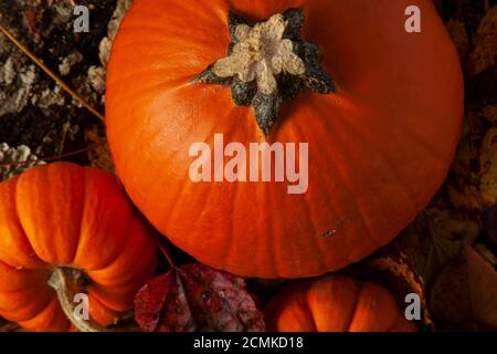 Eine Herbstkomposition mit drei Kürbissen auf Waldboden bedeckt mit gefallenen Blättern und Baumrinde mit Pilz wächst auf. Ein ideales Bild für Herbst, Stockfoto