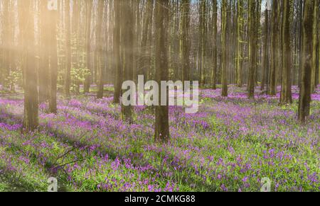 Wunderschöne Frühlingswaldlandschaft mit purpurnen Bluebells und nebligen Sonnenstrahlen durch die hohen Bäume. Stockfoto