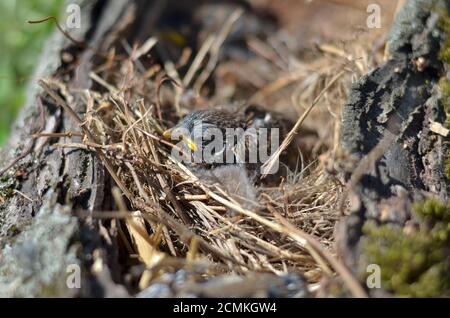 Haussparrow - Passer domesticus. Sperling, der im Nest sitzt. Geringe Schärfentiefe, Nahaufnahme. Stockfoto
