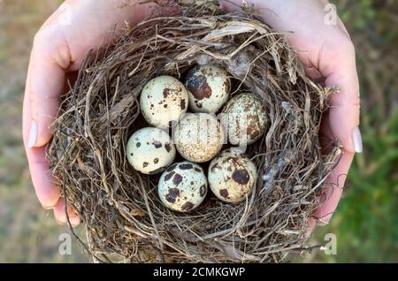 Ein Nest mit Wachteleiern in den Händen einer Frau Nahaufnahme, Draufsicht Stockfoto
