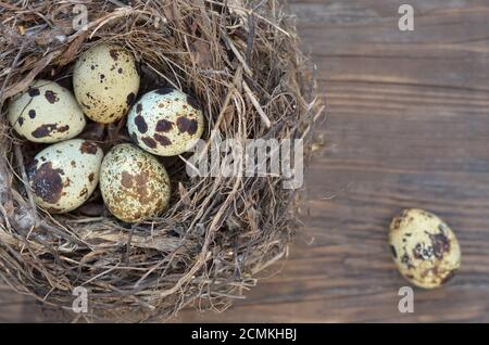 Gesprenkelte Wachteleier in einem Nest auf einem braunen Holzhintergrund Nahaufnahme mit Kopierraum, Draufsicht. Geringe Schärfentiefe, selektiver Fokus. Stockfoto