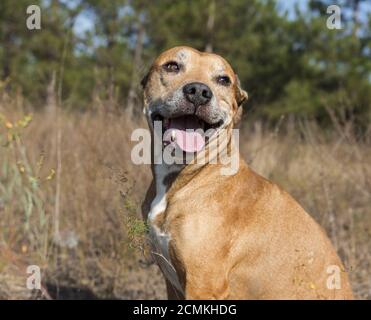 Portrait American Pit Bulls im Freien Stockfoto